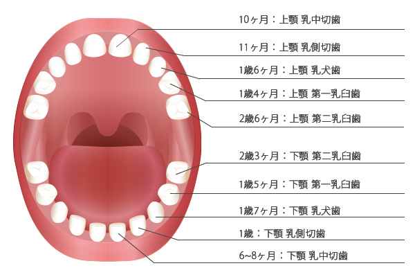 子どもの歯の説明